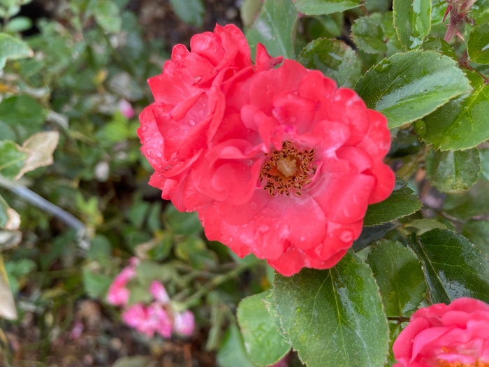 Coral Drift Rose - Rosa 'Meidrifora' from R&D Wholesale Nursery