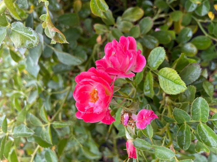 Fuchsia Mediland Rose - Rosa 'Fuchsia Meidiland' from R&D Wholesale Nursery