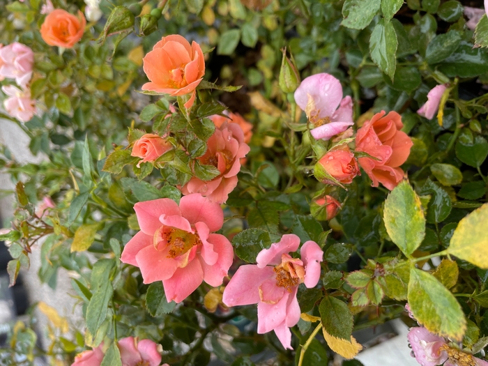 Sunset Happy Trails Rose - Rosa 'Sunset Happy Trails' from R&D Wholesale Nursery