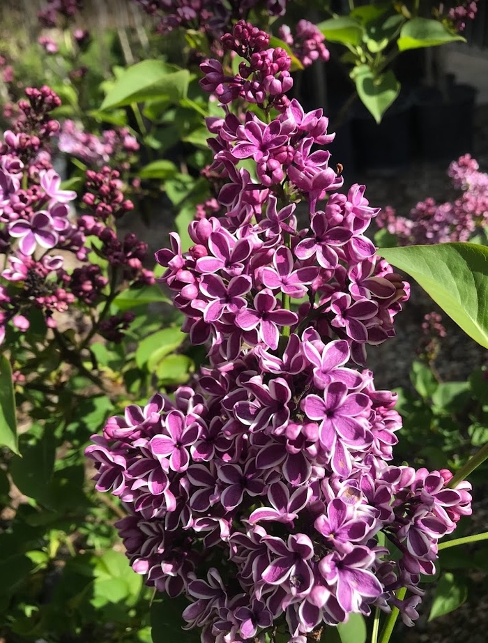 Sensation Lilac - Syringa vulgaris from R&D Wholesale Nursery