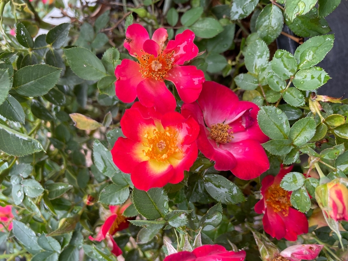 Playful Happy Trails Rose - Rosa from R&D Wholesale Nursery
