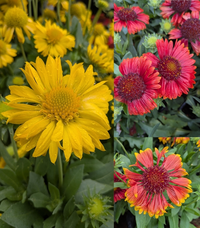 Assorted Blanket Flower - Gaillardia 'Assorted' from R&D Wholesale Nursery