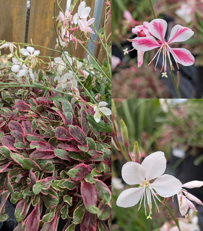 Assorted Wand Flower - Gaura lindheimeri from R&D Wholesale Nursery