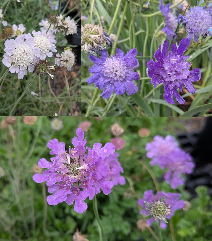 Assorted Pincushion Flower - Scabiosa from R&D Wholesale Nursery