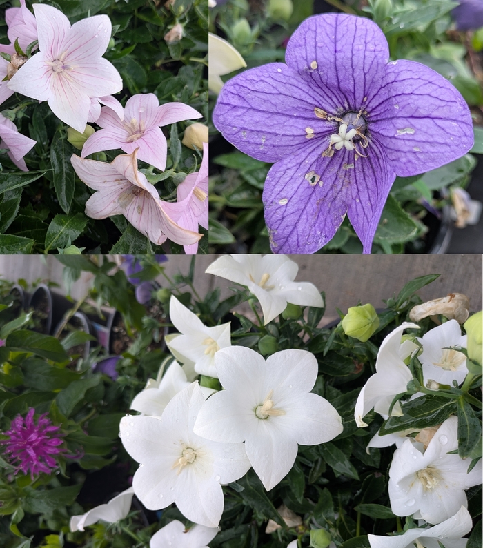 Assorted Balloon Flower - Platycodon grandiflorus from R&D Wholesale Nursery