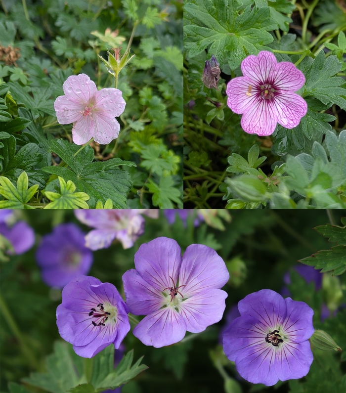 Assorted Hardy Geranium - Geranium from R&D Wholesale Nursery