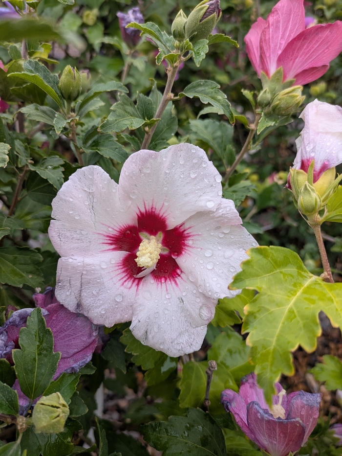 Red Heart Hibiscus - Hibiscus Syriacus from R&D Wholesale Nursery