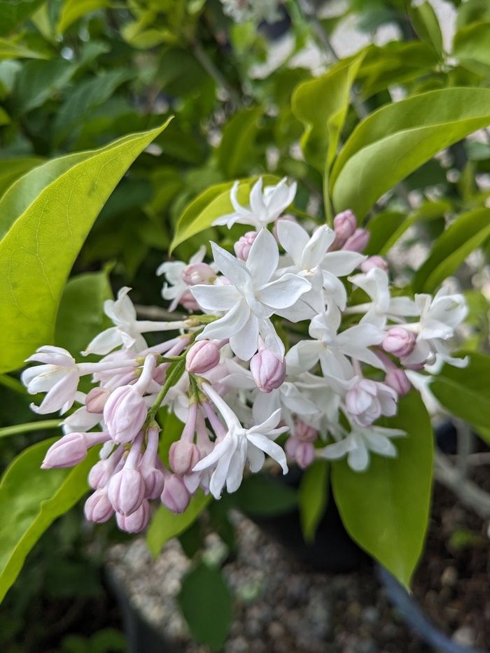 Beauty of Moscow Lilac - Syringa vulgaris 'Beauty of Moscow' from R&D Wholesale Nursery