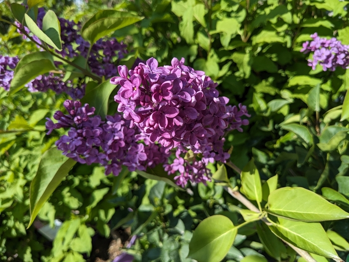 Charles Joly Lilac - Syringa vulgaris 'Charles Joly' from R&D Wholesale Nursery