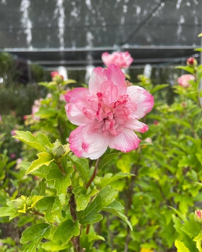 'Danica' Rose of Sharon - Hibiscus syriacus from R&D Wholesale Nursery