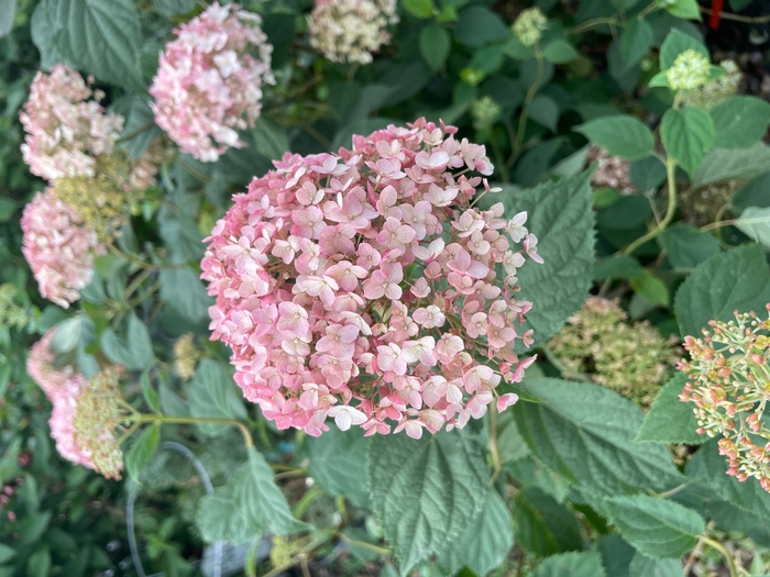 Candybelle Bubblegum Hydrangea - Hydrangea arborescens 'Bubblegum.' from R&D Wholesale Nursery