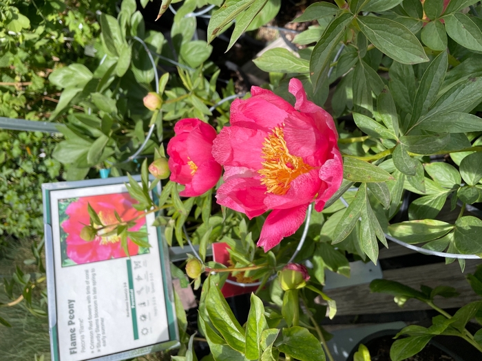 Flame Peony - Paeonia 'Flame' from R&D Wholesale Nursery