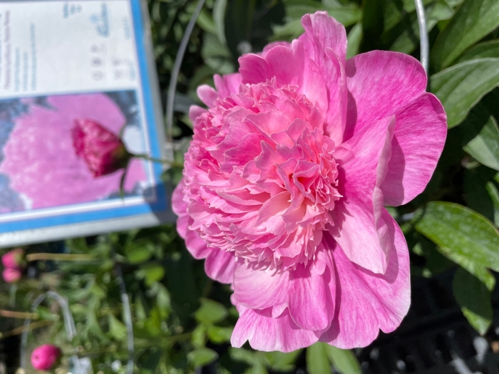 Petite Renee Peony - Paeonia lactiflora 'Petite Renee' from R&D Wholesale Nursery