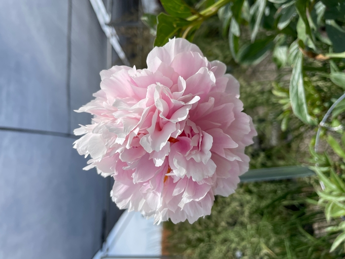 Sarah Bernhardt Peony - Paeonia lactiflora 'Sarah Bernhardt' from R&D Wholesale Nursery