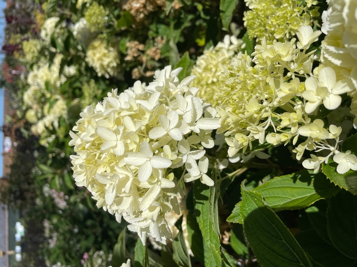 Fresh White Hydrangea - Hydrangea paniculata 'Fresh White' from R&D Wholesale Nursery