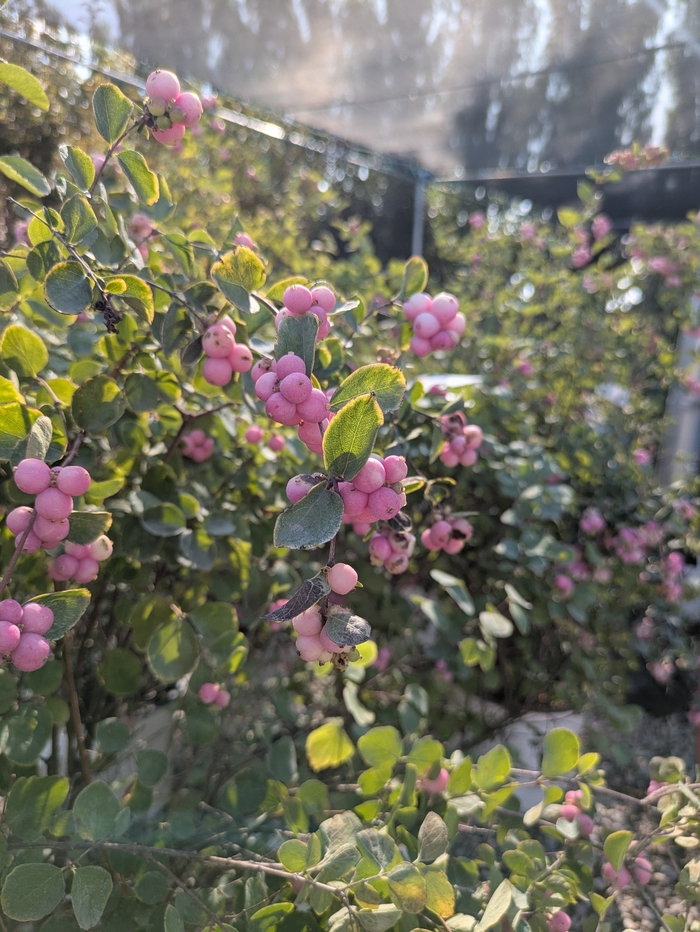 Candy Coralberry - Symphoricarpos x doorenbosii 'Kolmcan' from R&D Wholesale Nursery