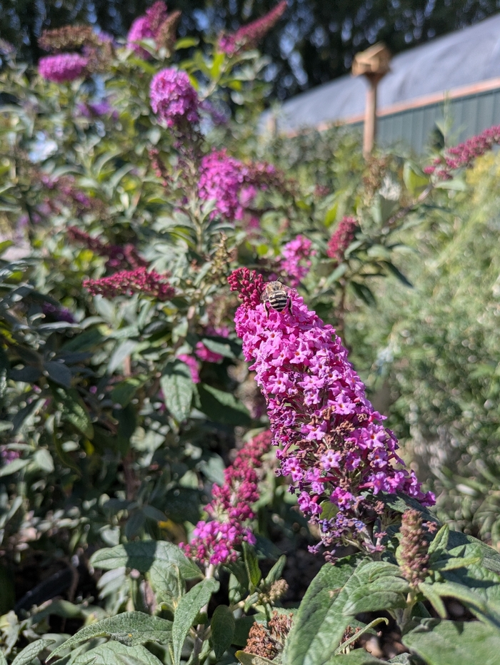 Pugster Pink Dwarf Butterfly Bush - Buddleia from R&D Wholesale Nursery