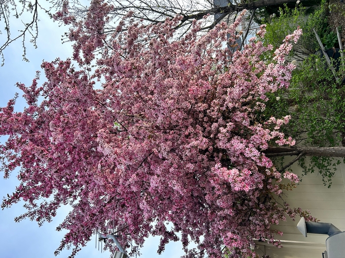 Pink Flair Cherry - Prunus sargentii ''Pink Flair' from R&D Wholesale Nursery