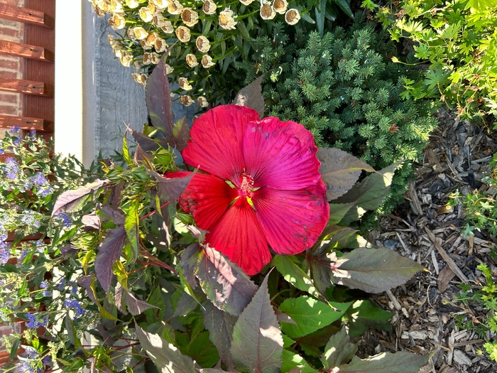 Mars Madness Rose Mallow - Hibiscus 'Mars Madness' from R&D Wholesale Nursery