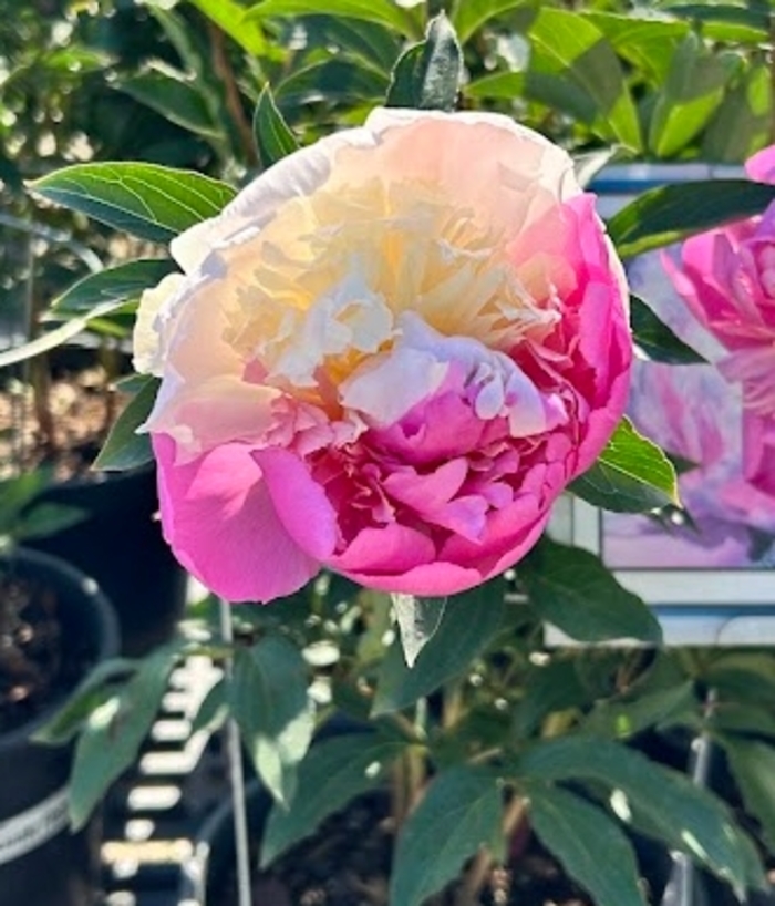 Mr. Ed Peony - Paeonia lactiflora 'Mr. Ed' from R&D Wholesale Nursery