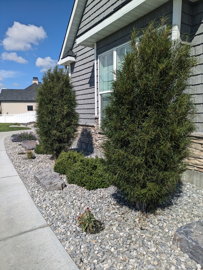 Fine Line&reg; - Rhamnus frangula from R&D Wholesale Nursery