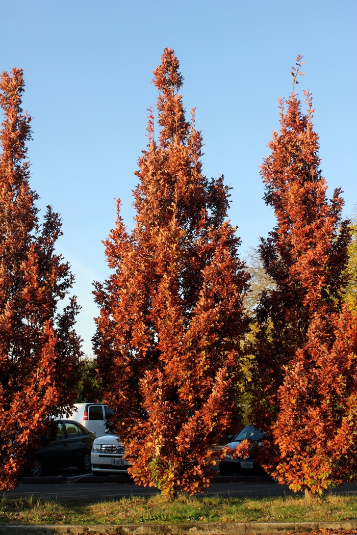 Crimson Spire ™ Oak - Quercus x bimundorum 'Crimschmidt' from R&D Wholesale Nursery