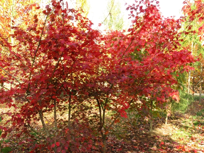 Northern Glow® Maple - Acer pseudosieboldianum x palmatum 'Hasselkus' from R&D Wholesale Nursery