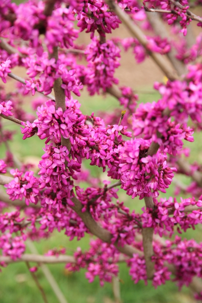 Northern Herald® Redbud - Cercis canadensis 'Pink Trim' from R&D Wholesale Nursery