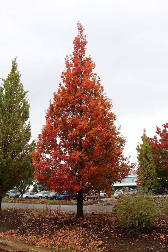 Streetspire® Oak - Quercus x bimundorum 'JFS-KW1QX' from R&D Wholesale Nursery