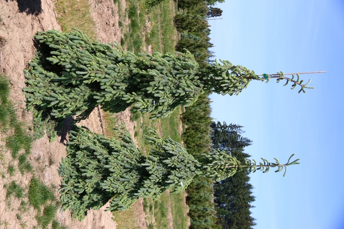 Weeping Norway Spruce - Picea abies 'Pendula' from R&D Wholesale Nursery